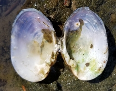 Alasmidonta undulata