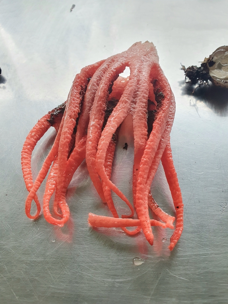 Clathrus archeri · April 2025 · photo: © corli (iNaturalist, cc-by)