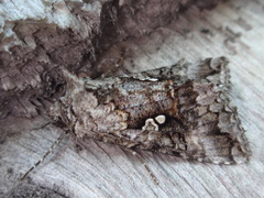 Syngrapha octoscripta