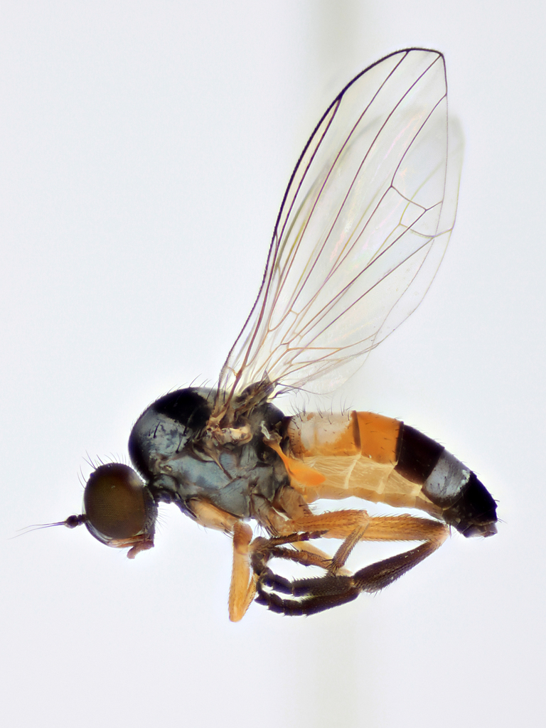 Callomyia venusta