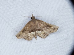 Throana pectinifer