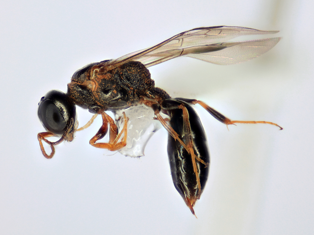 Stigmus americanus