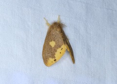 Euproctis quadrangularis