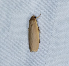 Danielithosia immaculata