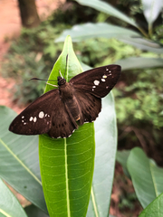 Seseria formosana