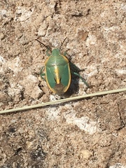 Chlorochroa faceta