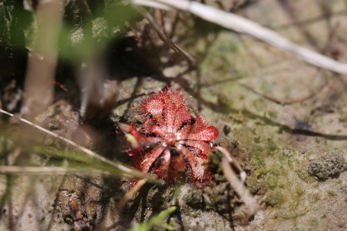 Drosera cayennensis