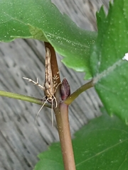 Stathmopoda plumbiflua