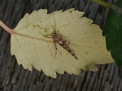 Stathmopoda plumbiflua