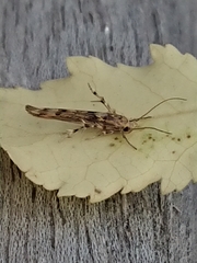 Stathmopoda plumbiflua