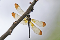 Macrothemis inequiunguis
