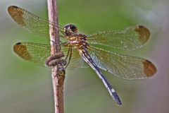 Macrothemis inequiunguis