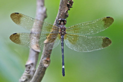 Macrothemis inequiunguis