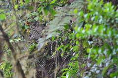 Chlorornis riefferii