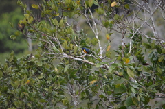 Euphonia rufiventris