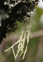 Ramalina subleptocarpha