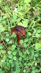 Hygrocybe