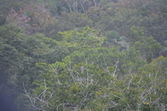 Euphonia rufiventris