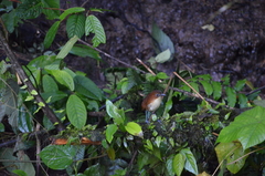 Grallaria flavotincta