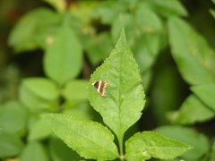 Choreutis basalis