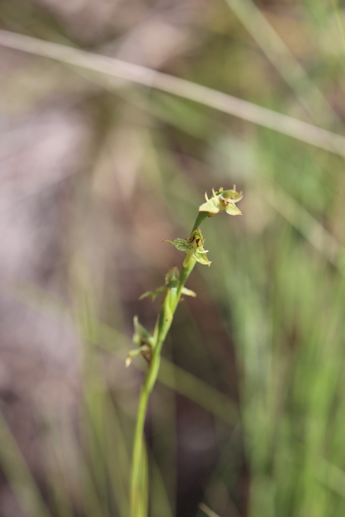 Habenaria nuda