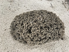 Clathria prolifera