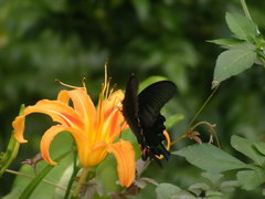 Papilio bianor thrasymedes
