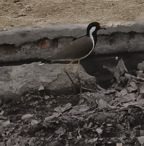 Red-wattled Lapwing