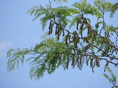 Gleditsia triacanthos