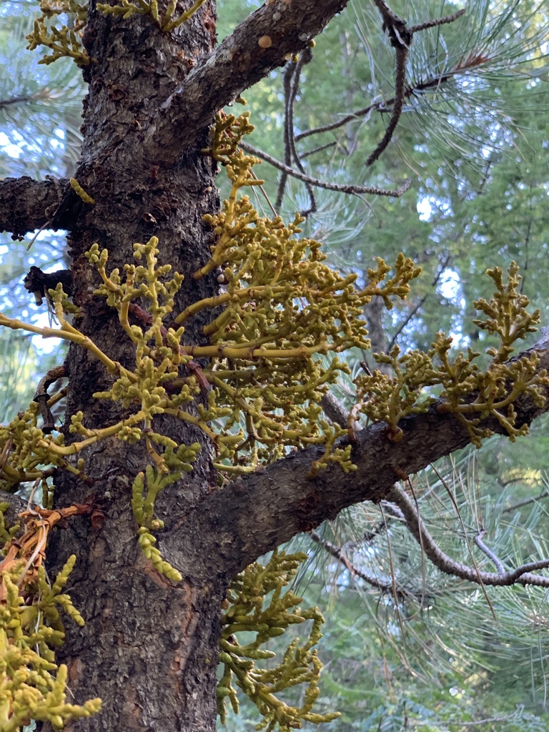 Ponderosa Pine DwarfMistletoe from Lincoln National Forest, Cloudcroft