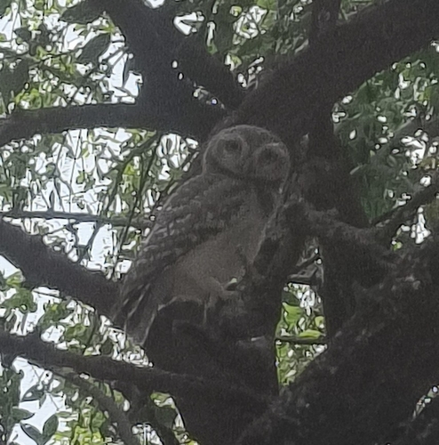 Spotted Owlet