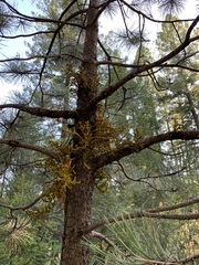 Arceuthobium vaginatum cryptopodum