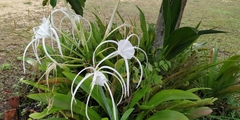 Hymenocallis littoralis