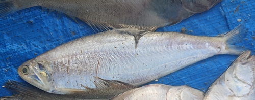 Common hairfin anchovy (Setipinna tenuifilis) — Engraulidae — 3