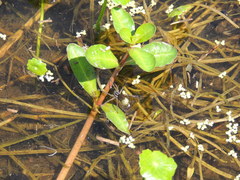 Diapontia uruguayensis