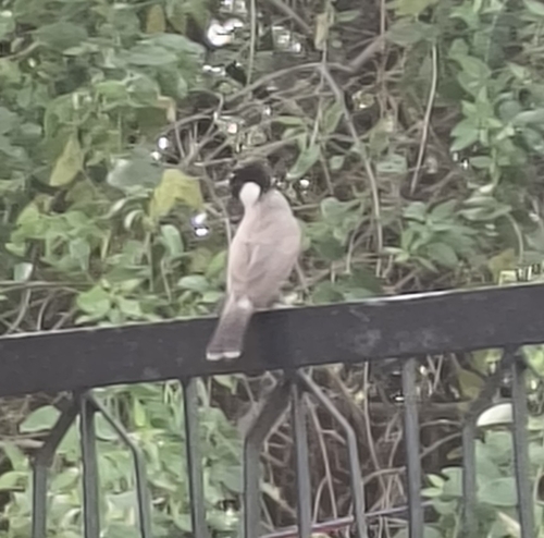 White-eared Bulbul