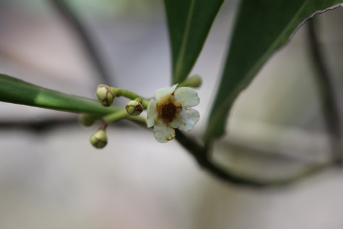 Clusia panapanari