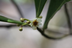 Clusia panapanari