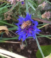 Apis mellifera