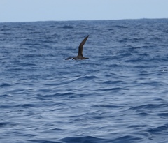 Pterodroma sandwichensis