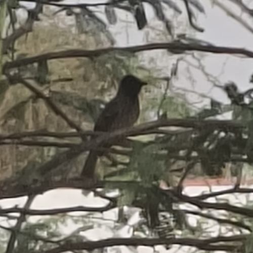 Red-vented Bulbul