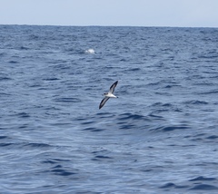 Pterodroma sandwichensis