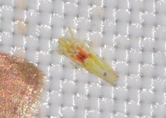 Erythroneura octonotata