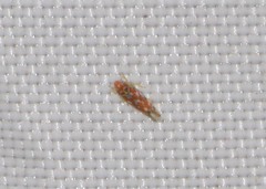 Erythroneura rubra