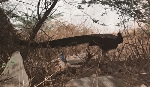 Indian Peafowl