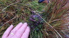 Gentianella montana montana