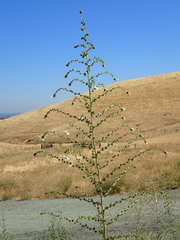 Blepharizonia plumosa