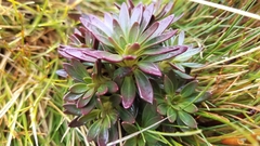 Gentianella montana montana