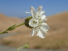 Blepharizonia plumosa