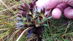 Gentianella montana montana